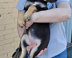 Собаки в Москве: Милая, очень добрая и веселая девочка-щенок Лиззи ищет дом Девочка, 10 руб. - фото 5
