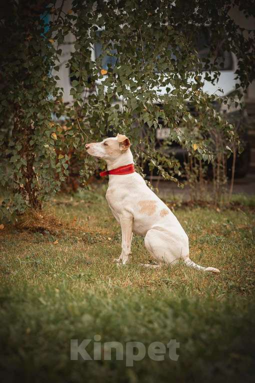 Собаки в Москве: Родился в военной части. Остался один. Мальчик, Бесплатно - фото 3