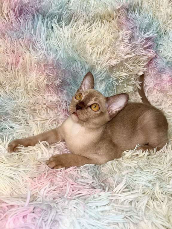 Кошки в Москве: Бурманские котята Девочка, 60 000 руб. - фото 6