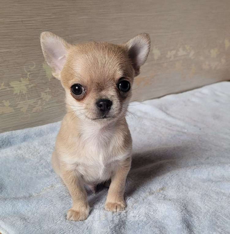Собаки в Москве: Голубо-палевый Чихуахуа мальчик Мальчик, Бесплатно - фото 3