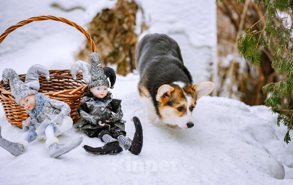 Собаки в Новосибирске: Вельш Корги Пемброк Джуди Хопс Девочка, 65 000 руб. - фото 8
