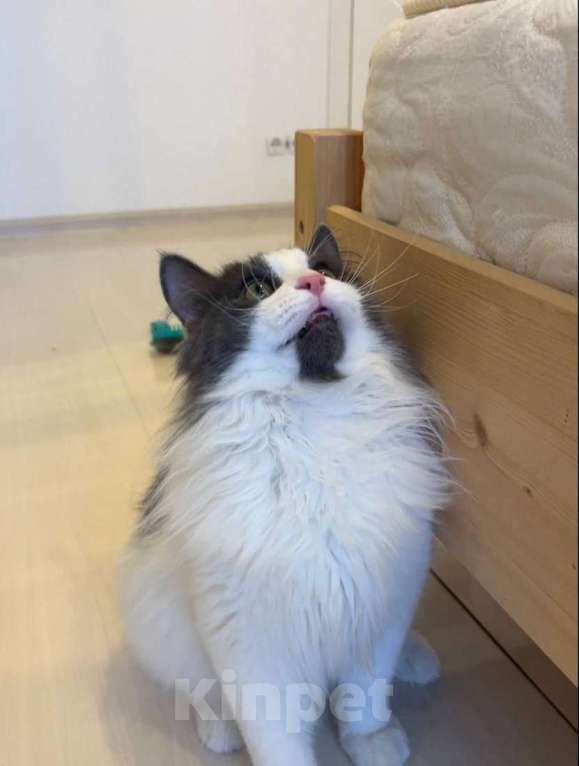 Кошки в Москве: Шикарный пушистый котик Мотя ищет дом! Мальчик, Бесплатно - фото 2