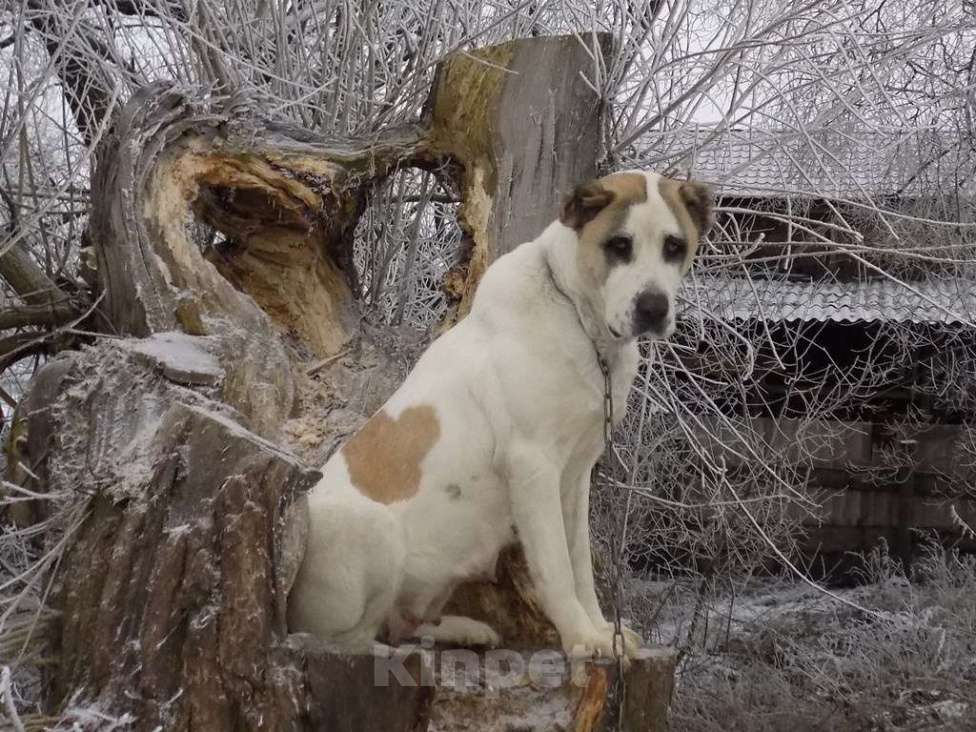 Собаки в Москве: Среднеазиатская овчарка, щенки Девочка, 25 000 руб. - фото 3