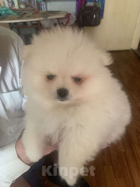 Собаки в Воронеже: Щенок шпица Девочка, 20 000 руб. - фото 3