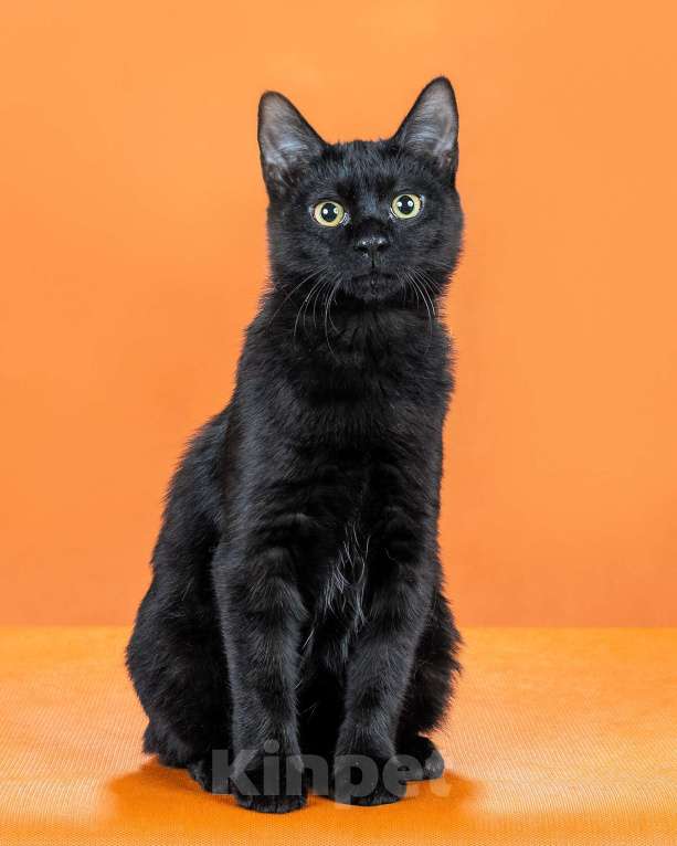 Кошки в Омске: кошечка курильского бобтейла Девочка, 30 000 руб. - фото 2