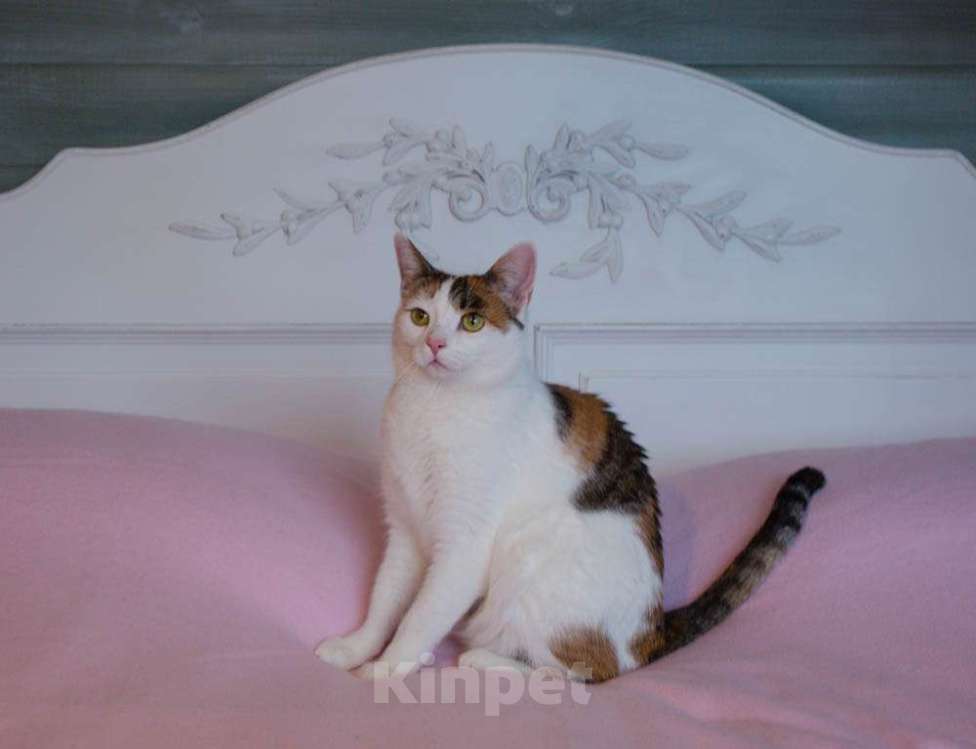Кошки в Москве: Кото-пёс Маришка окраса калико в добрые руки Девочка, Бесплатно - фото 3