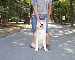 Собаки в Краснодаре: Японская Акита Девочка, 30 000 руб. - фото 1
