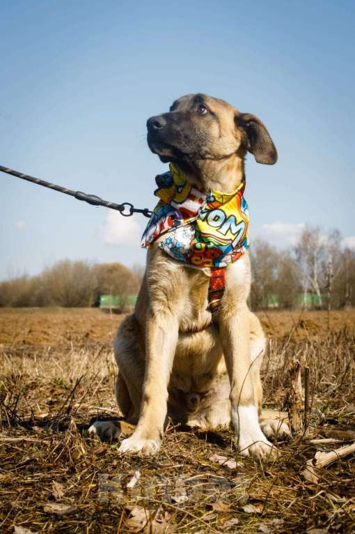 Собаки в Москве: Мартин ищет дом Мальчик, Бесплатно - фото 4