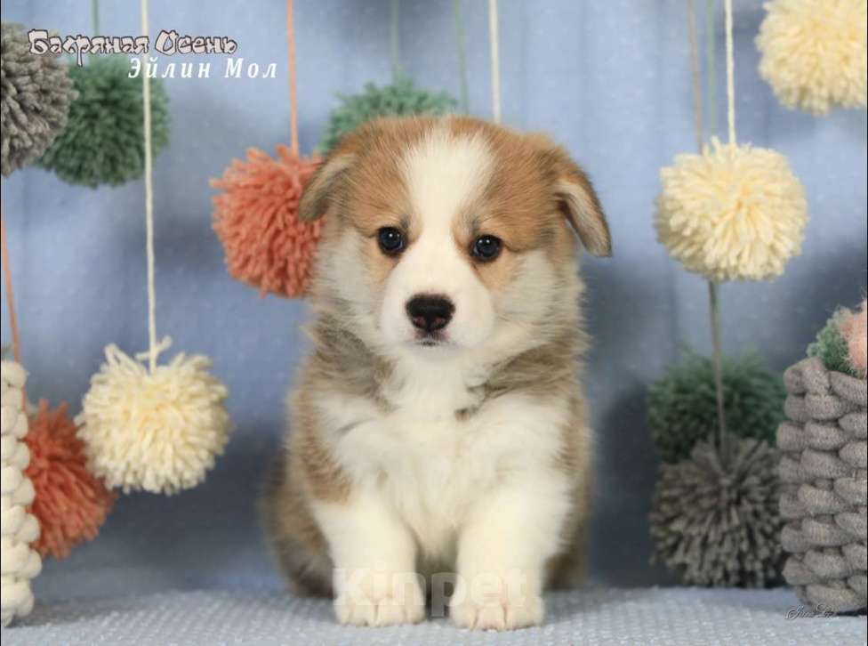 Собаки в Москве: Чакибусенок #5 самая компанией скачать малышка Эйлин Мол, с ней в вашем доме будет всегда праздник Девочка, Бесплатно - фото 3