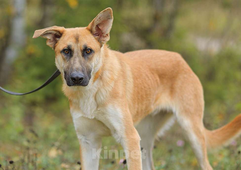 Собаки в Москве: Честер. Красавец пес Мальчик, Бесплатно - фото 2