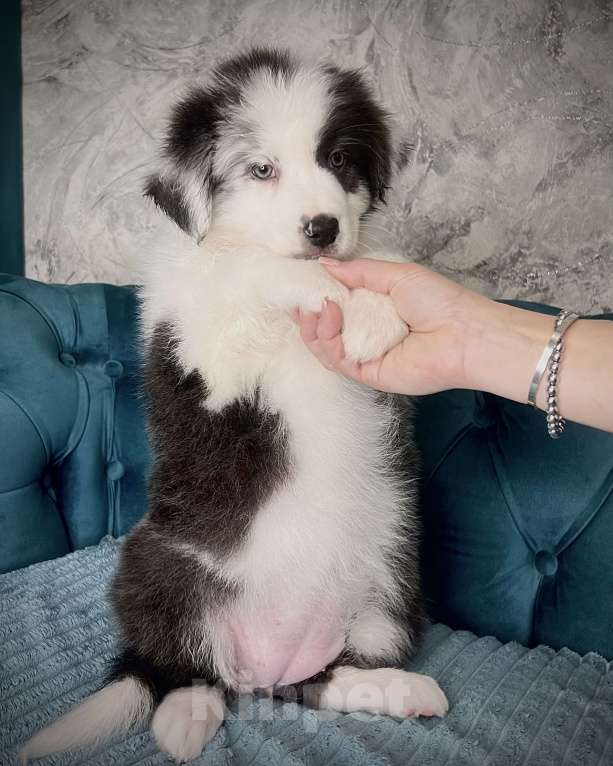 Собаки в Ростове-на-Дону: Щенок Девочка, 50 000 руб. - фото 5