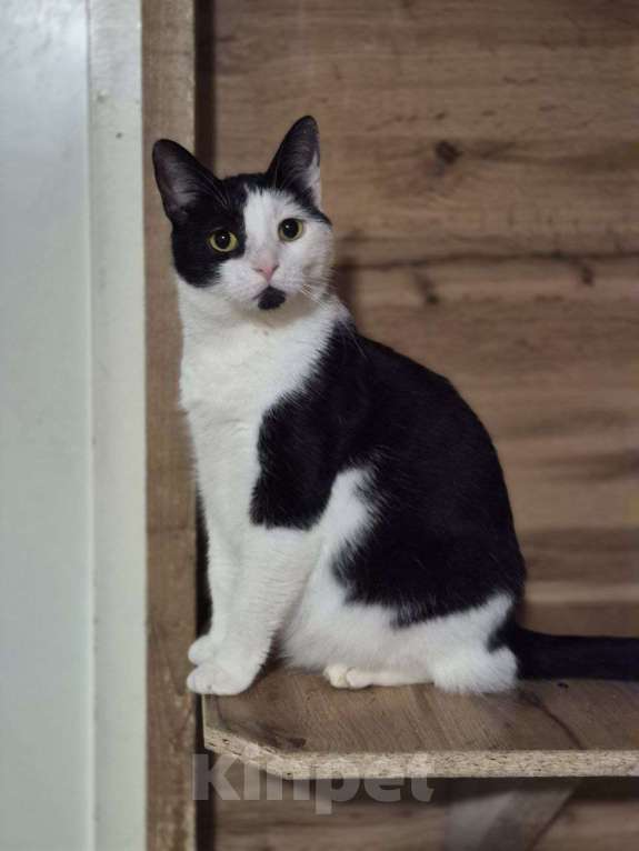 Кошки в Санкт-Петербурге: Взрослая кошечка и котик ищет семью Девочка, 10 руб. - фото 7