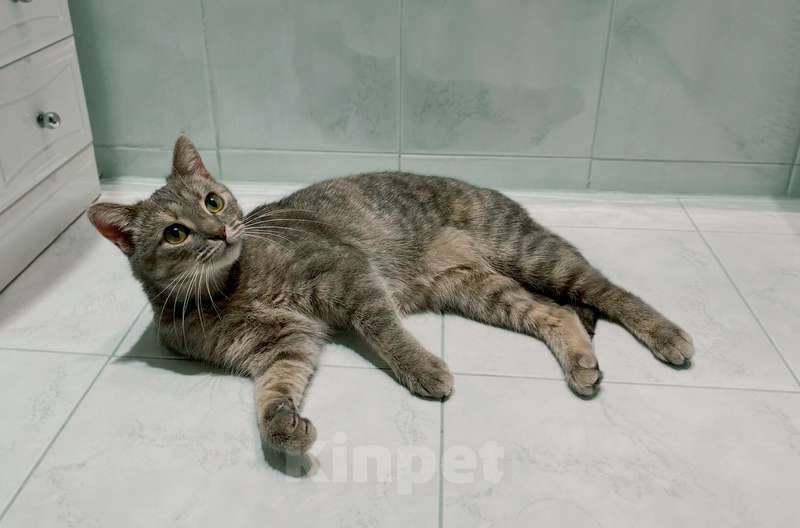 Кошки в Москве: Молодая зеленоглазая кошечка Соня в добрые руки Девочка, 1 руб. - фото 3