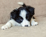 Собаки в Москве: Щенки бордер-колли с документами РКФ Девочка, 70 000 руб. - фото 2