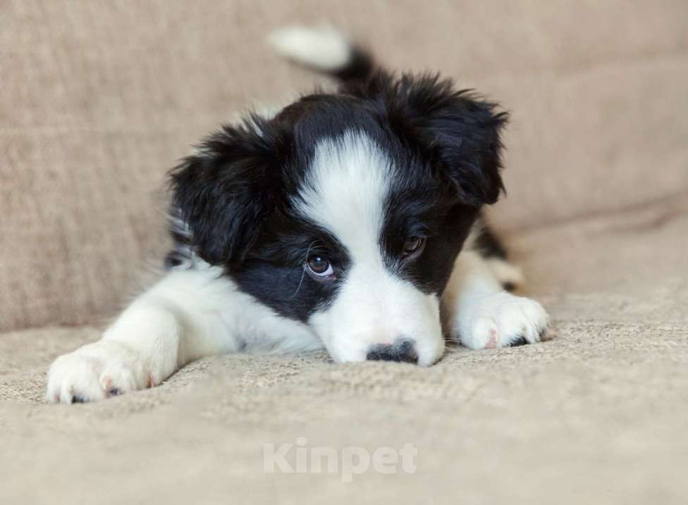 Собаки в Москве: Щенки бордер-колли с документами РКФ Девочка, 70 000 руб. - фото 2