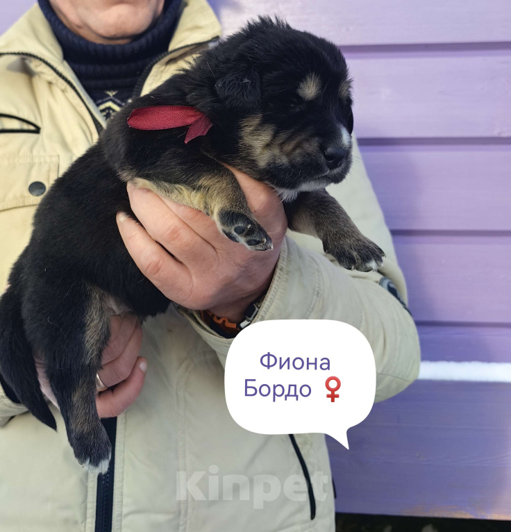 Собаки в Санкт-Петербурге: Щенки Банхара  Девочка, 95 000 руб. - фото 2