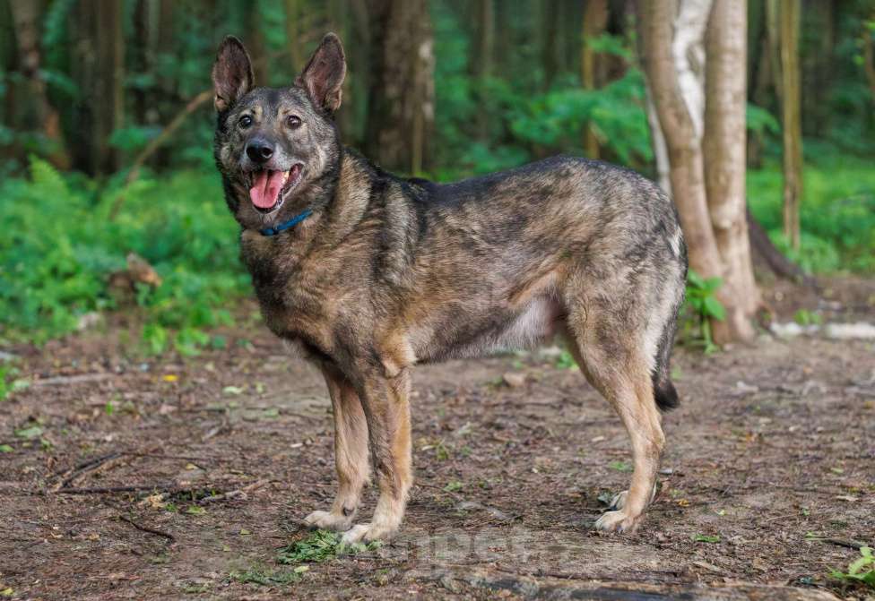 Собаки в других городах Московской области: Кубик Мальчик, Бесплатно - фото 2