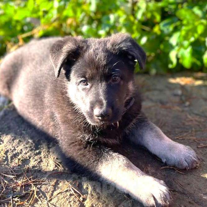 Собаки в других городах Ленинградской области: Кобель ВЕО от Гордость Питера Церри Бой х Гроза Мальчик, 45 000 руб. - фото 6