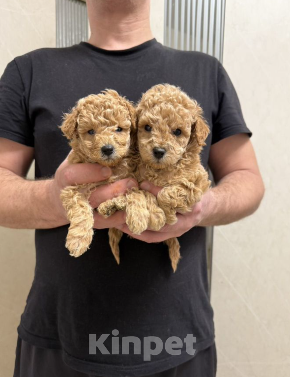 Собаки в Москве: Мальчики Мальчик, 35 000 руб. - фото 1