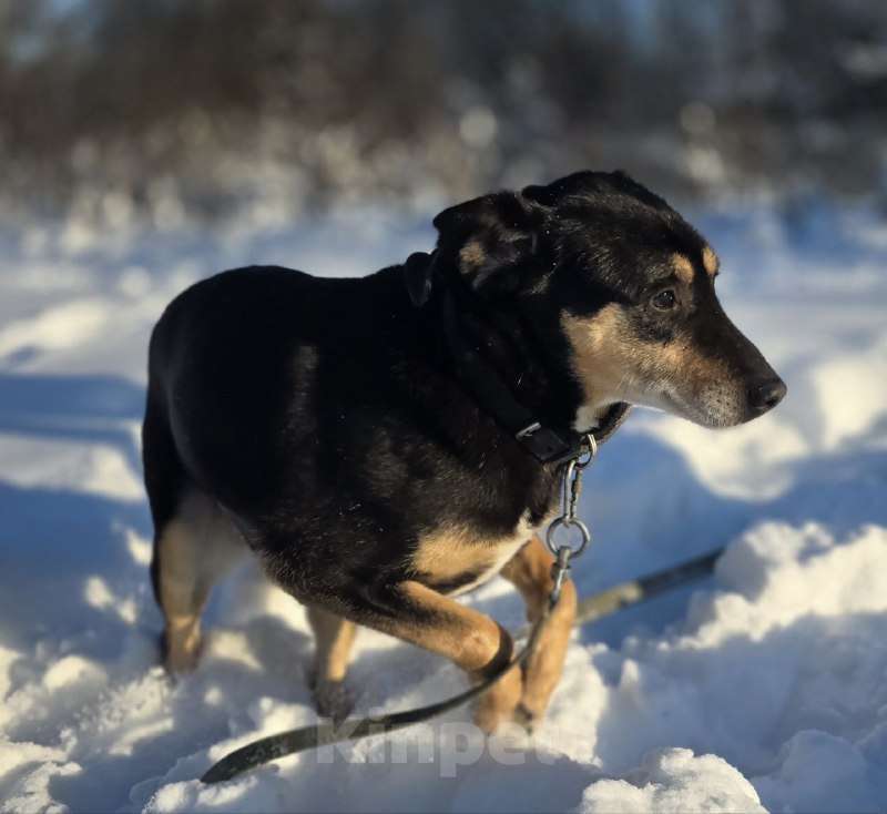 Собаки в Королеве: Габи – скромная и тихая собака. Девочка, Бесплатно - фото 3