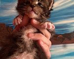 Кошки в Сарове: Котята Мейн кун, 7 000 руб. - фото 3