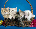 Кошки в Белом: Сибирские котята лучший подарок, 5 999 руб. - фото 4