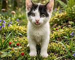 Кошки в Санкт-Петербурге: Котенок ищет дом Девочка, Бесплатно - фото 1