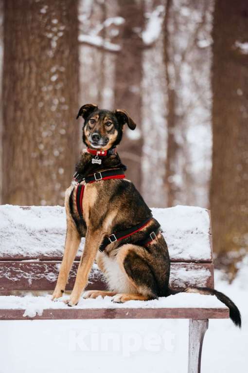 Собаки в Москве: Очаровательная Джума ищет дом Девочка, Бесплатно - фото 8