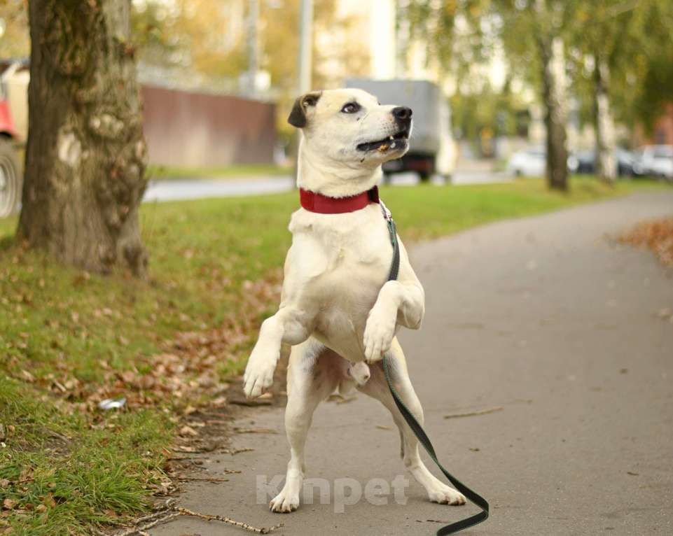Собаки в Москве: Илай в добрые руки Мальчик, 1 руб. - фото 2