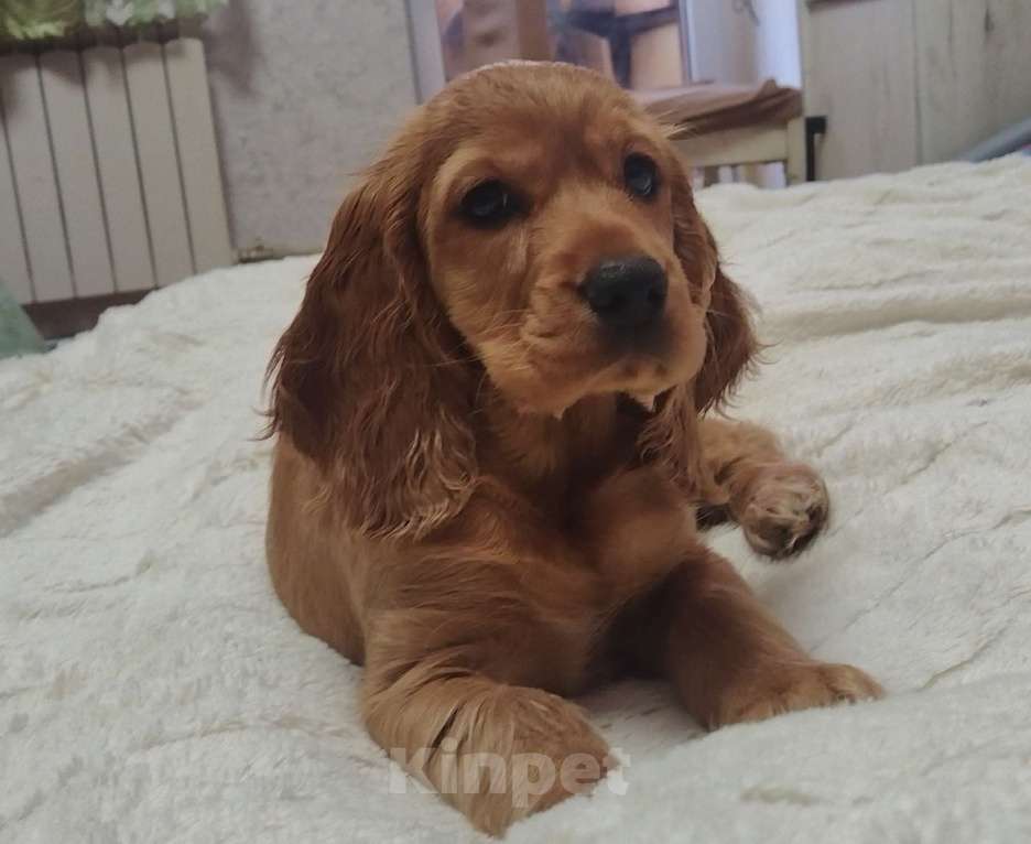 Собаки в Анапе: Английский кокер спаниель Аврора Девочка, 25 000 руб. - фото 5