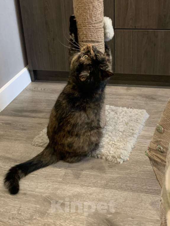 Кошки в Санкт-Петербурге: Марфуша Девочка, Бесплатно - фото 5