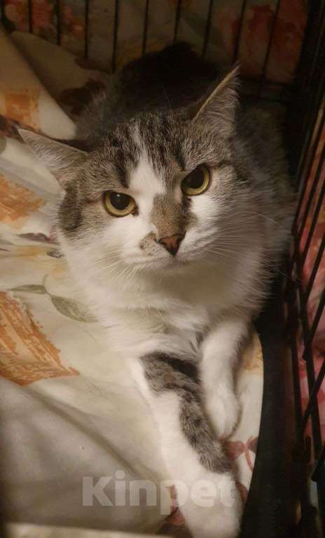 Кошки в Москве: Мэри — кошка с большим сердцем Девочка, Бесплатно - фото 5