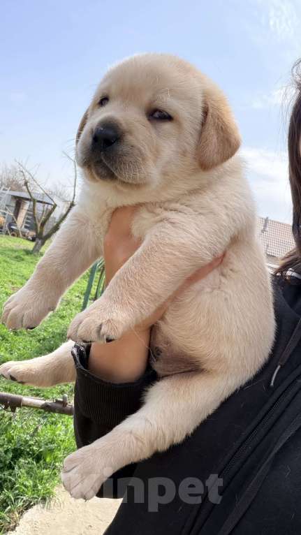 Собаки в Краснодаре: Щенки лабрадора с документами РКФ Мальчик, 50 000 руб. - фото 5