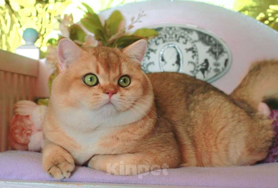 Кошки в Москве: Шотландская прямоухий котик Мальчик, 25 000 руб. - фото 6