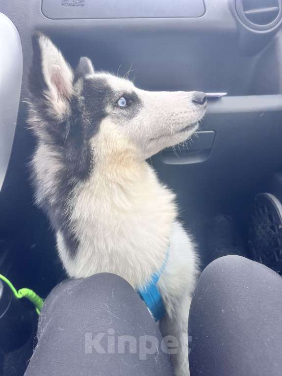 Собаки в Нижнем Тагиле: Отдам хаски в добрые руки Девочка, Бесплатно - фото 3