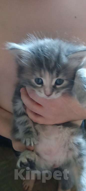 Кошки в Тобольске: Мейн,-кун Девочка, 5 000 руб. - фото 4