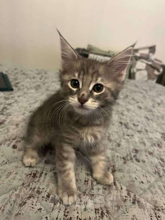 Кошки в Москве: Котята Мейн-Кун Девочка, 40 000 руб. - фото 4