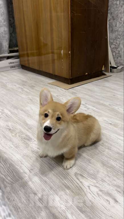 Собаки в Москве: Щенок Корги пемброк  Мальчик, 35 000 руб. - фото 3