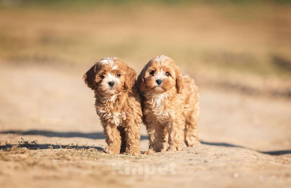 Собаки в Москве: Эксклюзивная девочка КАВАПУ БОННИ Девочка, Бесплатно - фото 5