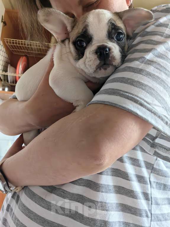 Собаки в Москве: Щенки французского бульдога Разнополые, 49 000 руб. - фото 9