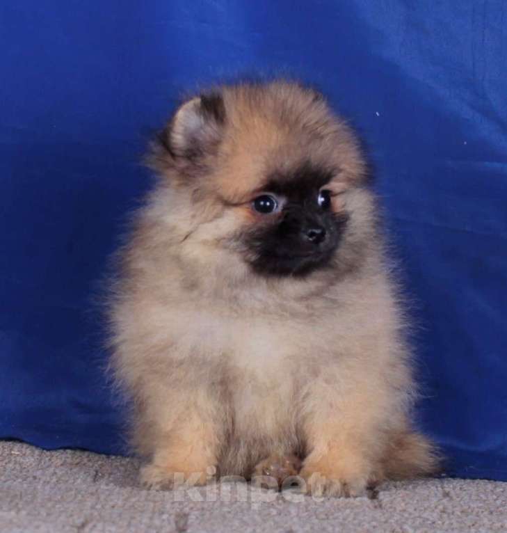 Собаки в Москве: померанский шпиц  мальчик для души Мальчик, 20 000 руб. - фото 3