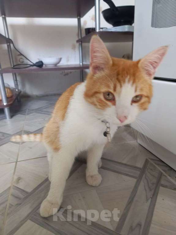 Кошки в Санкт-Петербурге: Отдам бесплатно кота Мальчик, Бесплатно - фото 2