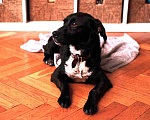 Собаки в Москве: Миниатюрная собачка Лима ищет любящего хозяина Девочка, 1 руб. - фото 8