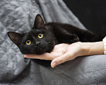 Кошки в Москве: Нежный и ласковый котёнок в добрые руки  Мальчик, Бесплатно - фото 4