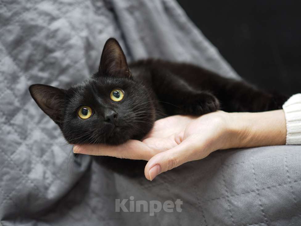 Кошки в Москве: Нежный и ласковый котёнок в добрые руки  Мальчик, Бесплатно - фото 4