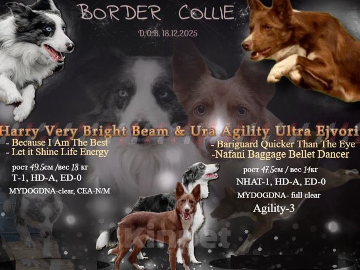 Собаки в Кирове: Бордер Колли щенок Мальчик, 70 000 руб. - фото 4