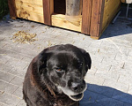 Собаки в Лобне: Лабродор мальчик Мальчик, Бесплатно - фото 1