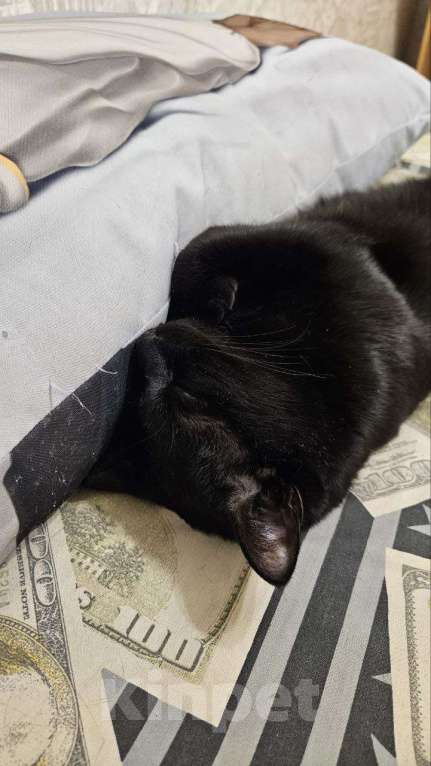 Кошки в Владивостоке: Отдам кота в добрые руки Мальчик, Бесплатно - фото 3