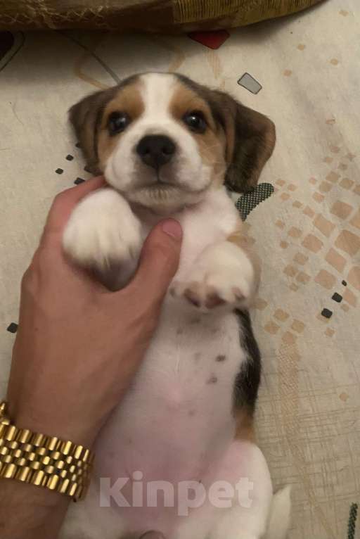 Собаки в Ростове-на-Дону: Девочка бигль  Девочка, 20 000 руб. - фото 3