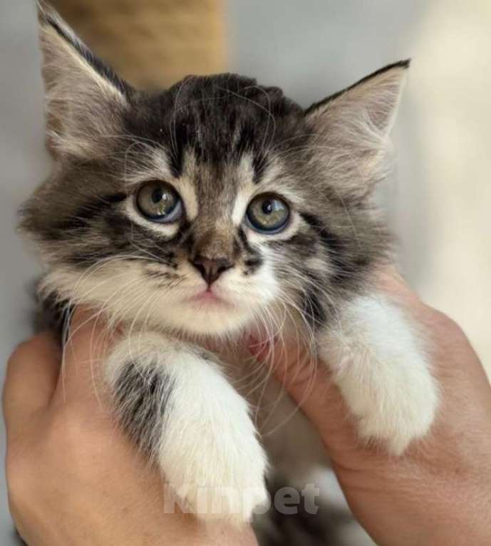 Кошки в Москве: Очаровательные котодевочки ищут дом Девочка, Бесплатно - фото 2